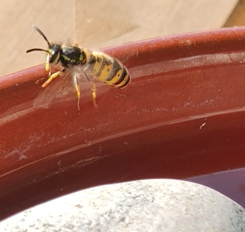 A wasp flying away from a bird bath after drinking, it's wings a blur in teh sunshine.